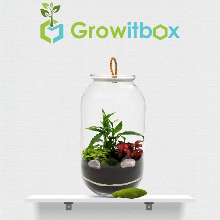 Growitbox (Las w słoiku)